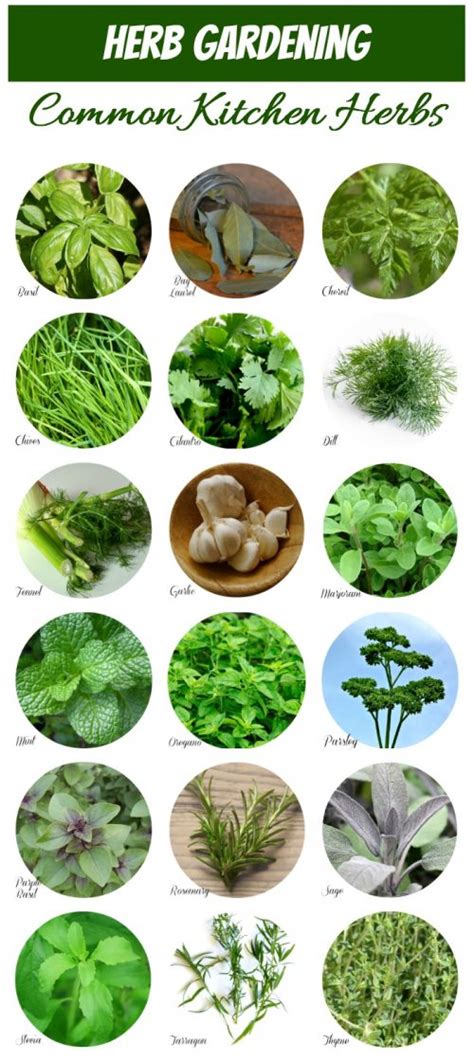 Herb Identification - Identifying Fresh Herbs - Free Gardening Printable