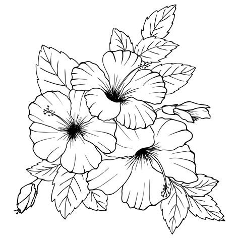 Hibiscus Bloem Tekening - Bloemen