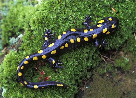 Spotted Salamander (Ambystoma maculatum) | Amphibians, Salamander, Reptiles