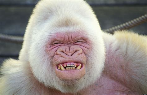 Albino Gorilla 'Snowflake' Was Inbred, Gene Sequence Shows | HuffPost