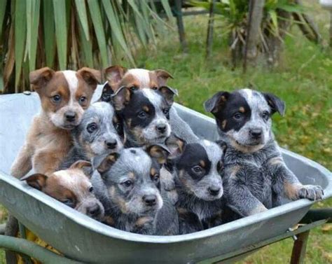 Red & Blue cattle dog puppies. Divine | GIDDAY | Pinterest | Cattle ...