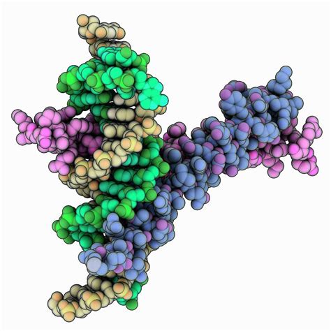 Gcn4 Leucine Zipper Complexed With Dna Photograph by Laguna Design ...