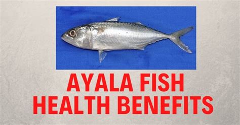 Ayala Fish in English | Ayala Fish Health Benefits – The Global Statistics