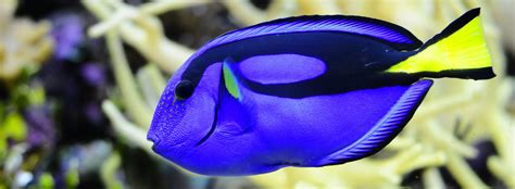 Finding Dory: Blue Tang Fact or Fiction