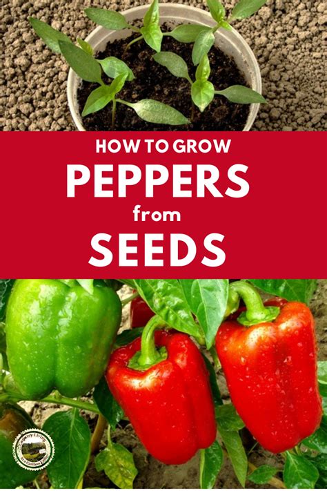 How to grow bell peppers in containers – Artofit