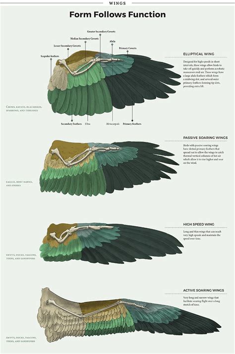 variety of hawks wing span | View topic - Wind Reaper Adopts 2.0 ...