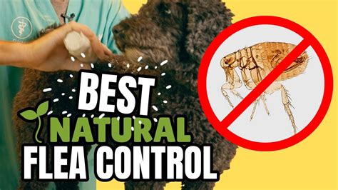 Natural Flea Control? - YouTube