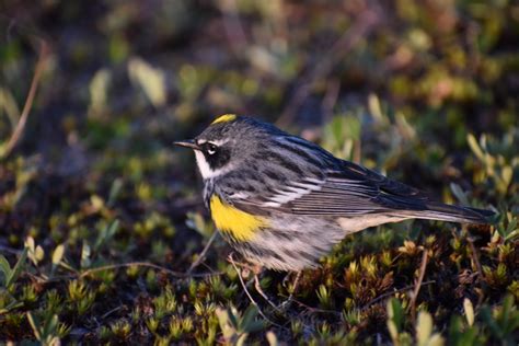 Passerine migration and conspecific attraction – Observatoire d'oiseaux ...