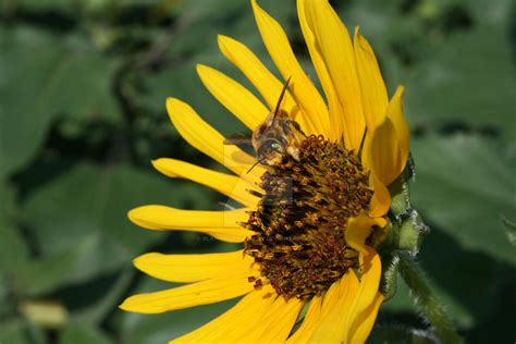 Bee on Sunflower by BlairPhotography on DeviantArt