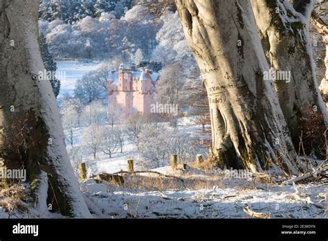 A Line of Beech Trees (Fagus Sylvatica) in Winter with Craigievar ...