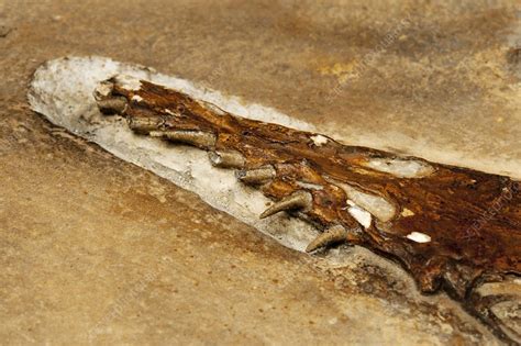 Pterosaur fossil - Stock Image - C023/6609 - Science Photo Library