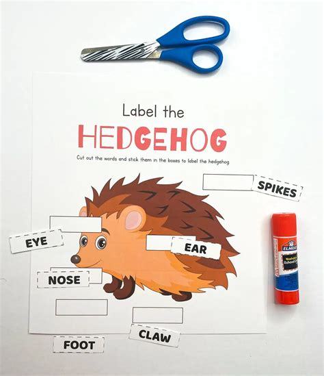 Free Life Cycle of a Hedgehog Worksheet for Kids