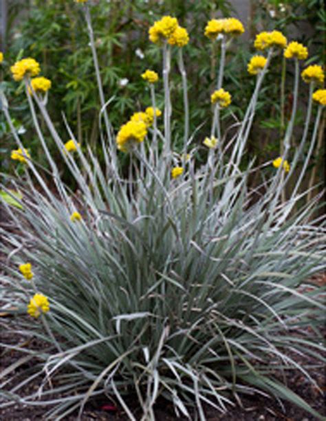 Native Grasses — Plants Plus Cumberland Forest in 2020 | Plants ...