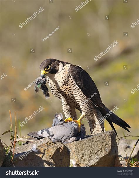 Peregrine Falcon Hunting Pigeon Stock Photo 98415005 | Shutterstock