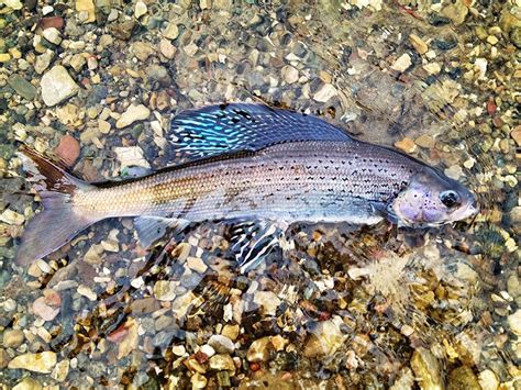 Lawsuit Filed to Bring Montana Grayling Back From Brink of Extinction ...