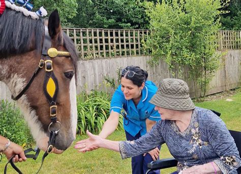 Gentle giant with perfect stable manners visits Poole care home