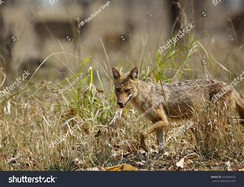 Indian Jackal Stock Photo 410394253 | Shutterstock