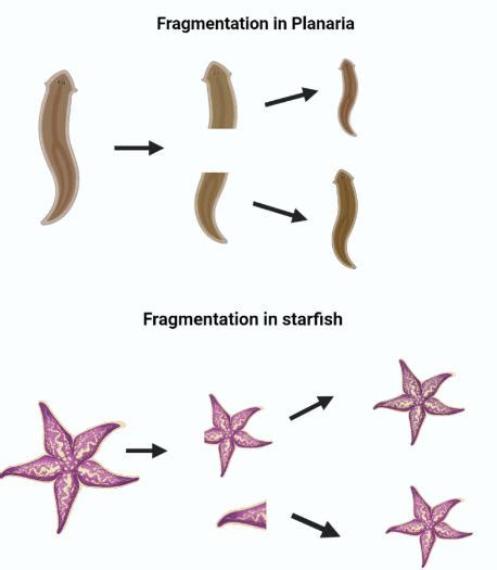 Asexual Reproduction: Types, Examples and Advantages