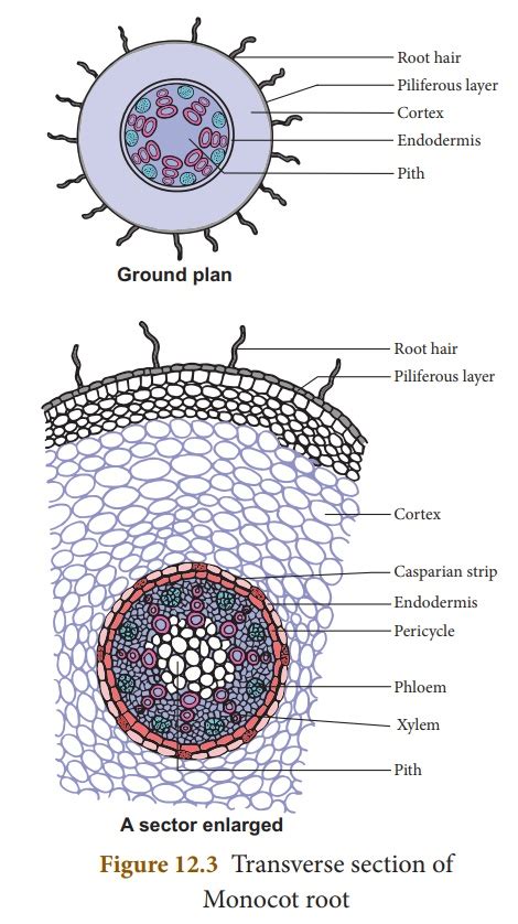 Internal structure of Monocot root - Online Biology Notes