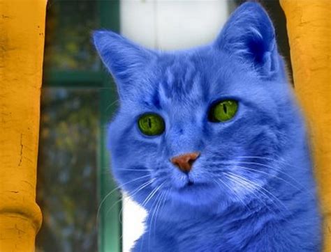 Blue-cat- bye the way the green cat was a joke by SpotthedogLovesArt on ...