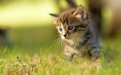 kittens, Kitten, Cat, Cats, Baby, Cute, S Wallpapers HD / Desktop and ...