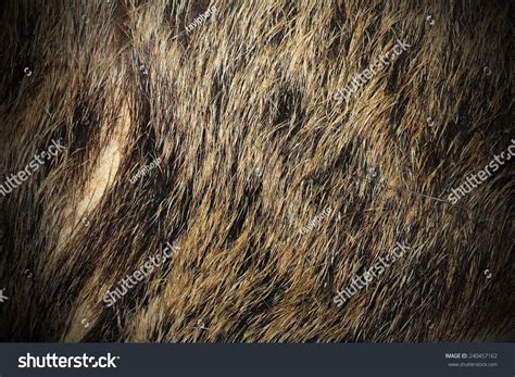 1,214 Wild Boar Skin Stock Photos, Images & Photography | Shutterstock