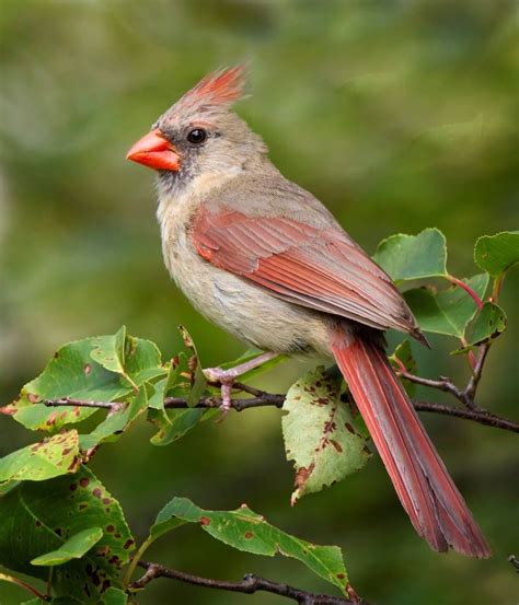 Beautiful female Northern Cardinal | Beautiful birds, Cute birds, Bird ...