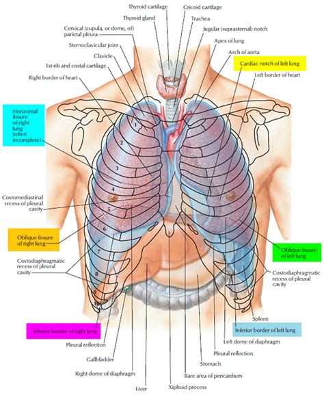 Lung Anatomy & Function - Lung Nodule, Lung Disease and Lung Infection