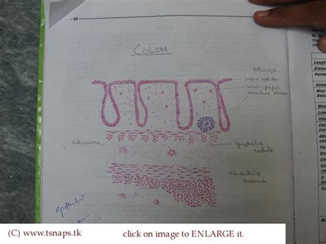 Histology Slides Database: histological diagram of colon