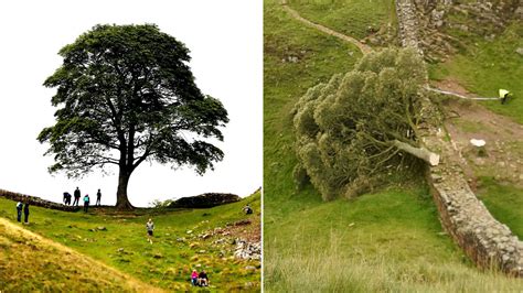 Sycamore Gap: Boy, 16, arrested after iconic tree at Hadrian's Wall ...