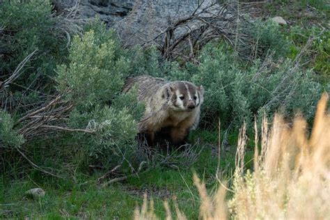 Wildlife Photo Gallery - Big Sky Wildlife