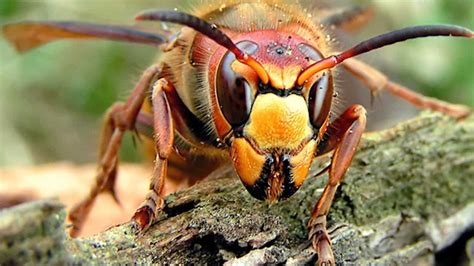 'Murder Hornets' won’t be seen in Michigan for years