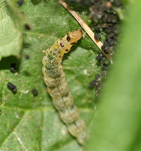 leaf-roller caterpillar - BugGuide.Net