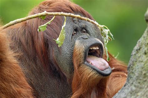 Orangutan | San Diego Zoo Animals & Plants