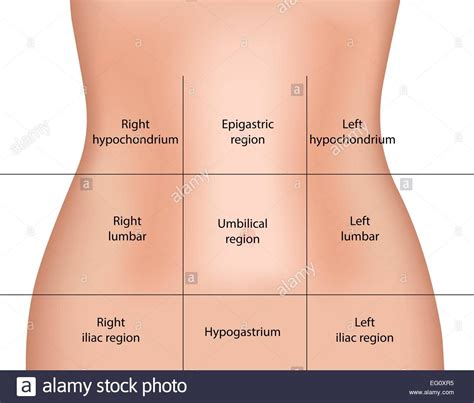 Abdominal regions | Abdominal, Medicine notes, Emergency nursing