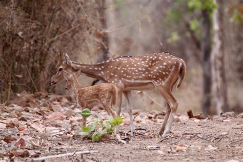 Chital or cheetal (Axis axis), also known as chital deer, … | Flickr