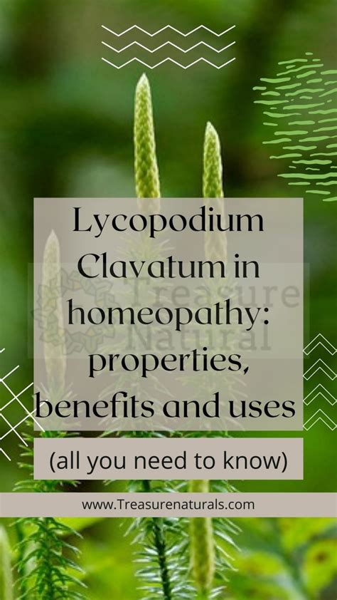 Lycopodium Clavatum in homeopathy: properties, benefits and uses (all ...