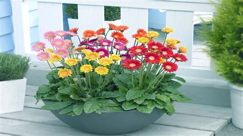 How Do You Grow Gerberas In Pots? The 11 Top Answers - Chiangmaiplaces.net