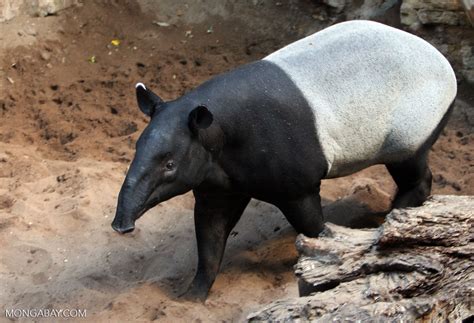 Malayan Tapir