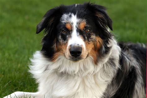 Blue Merle Australian Shepherd: The Complete Dog Breed Guide - K9 Web