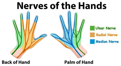 Diagram showing nerves of hands 414649 Vector Art at Vecteezy