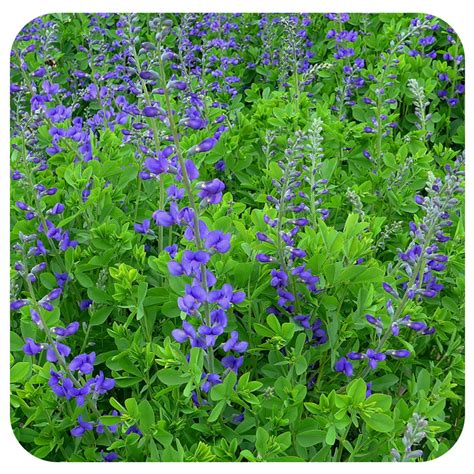 Wild Blue Indigo (Baptisia australis) NATIVE PERENNIAL - Davenport ...