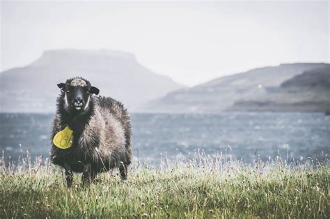 Faroe Islands sheep Visit Europe, Europe Travel, Weather In Europe ...