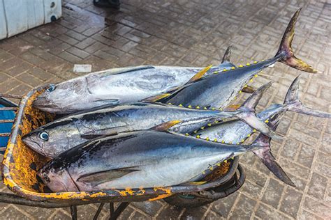 Studying the elusive yellowfin - Hatchery InternationalHatchery ...