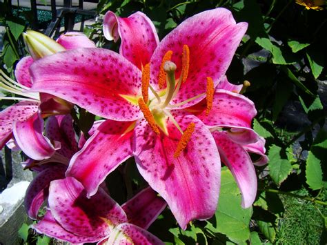 Lilys Site: Tiger Lily Flowers