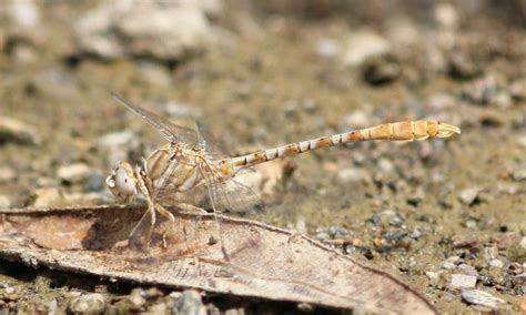 Taxonomy Gomphidae (Clubtails) - Observation.org