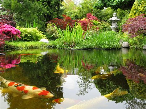 Koi Fish Pond Wallpapers - Top Free Koi Fish Pond Backgrounds ...