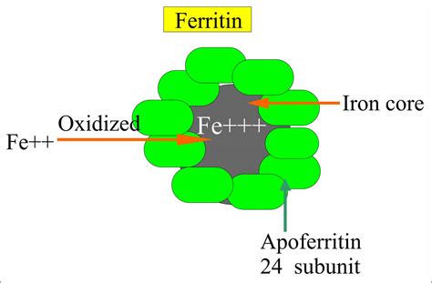 Ferritin function, causes of high or low ferritin & treatment for ...