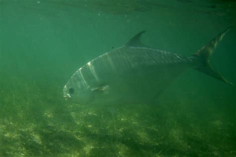 Pompano Unhooked - Florida Sportsman