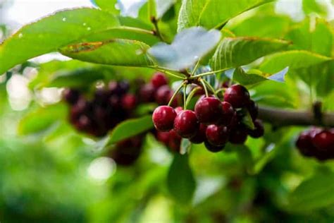 13 Most Common Types of Cherry Trees (With Pics) - Conserve Energy Future